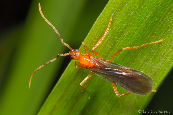 Homoptère