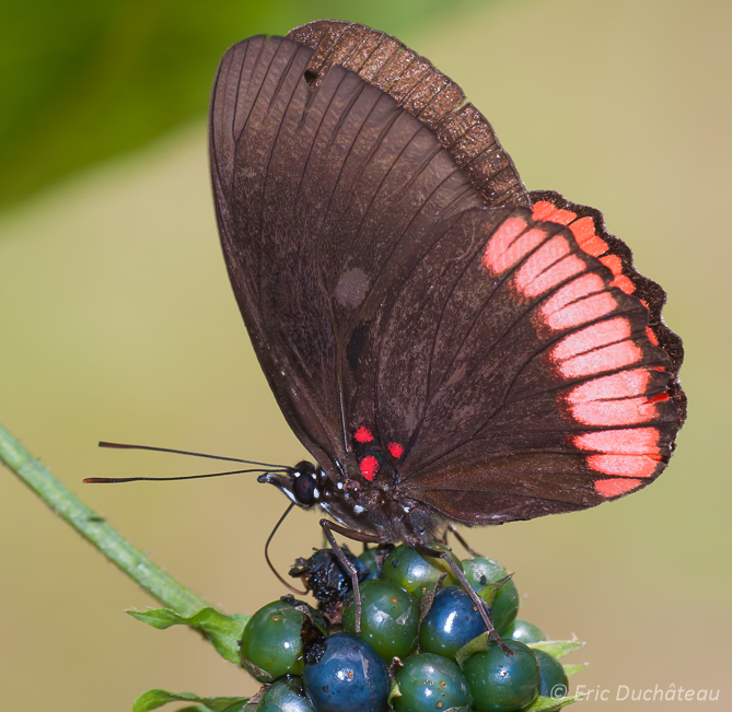 Papillon