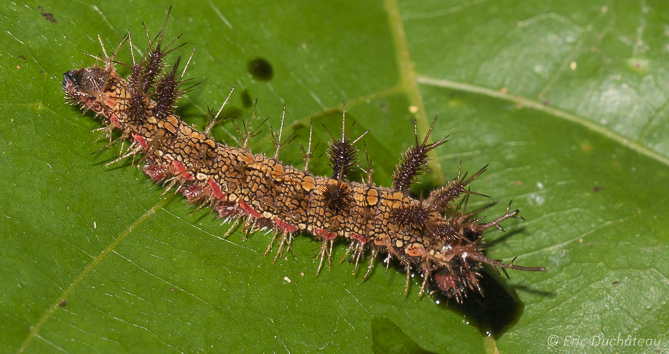 Chenille
