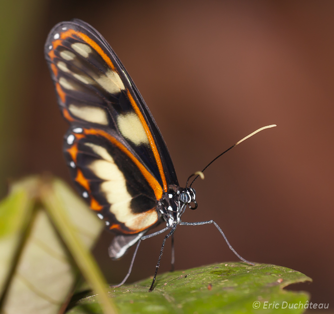 Papillon