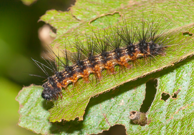 Chenille