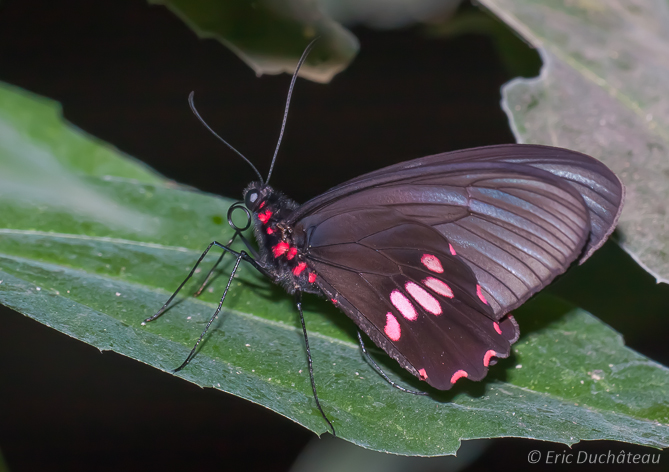 Papillon