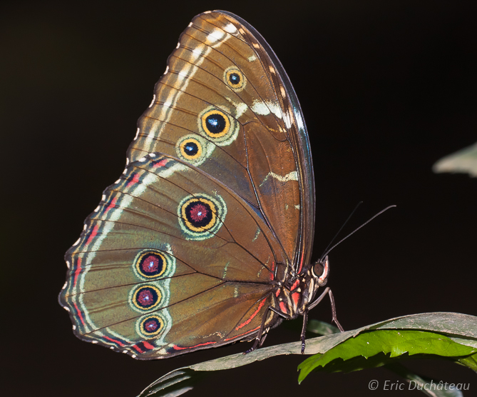 Papillon
