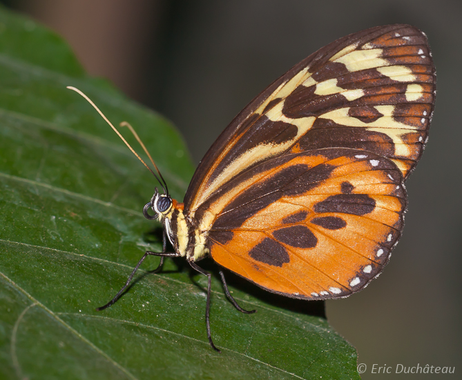 Papillon