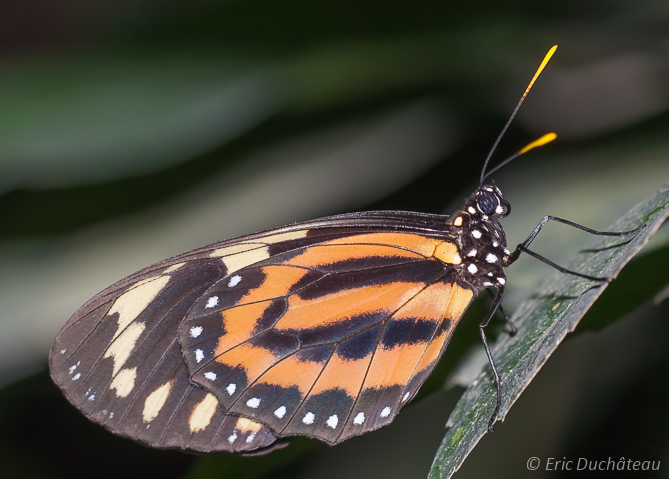 Papillon