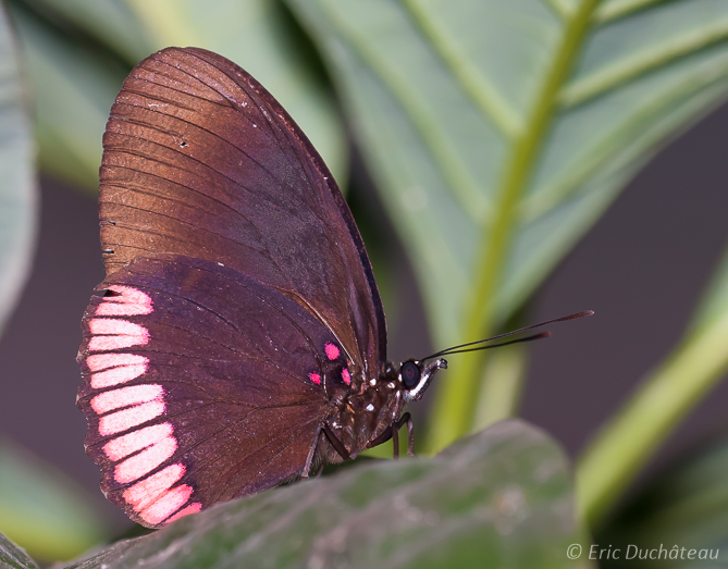 Papillon