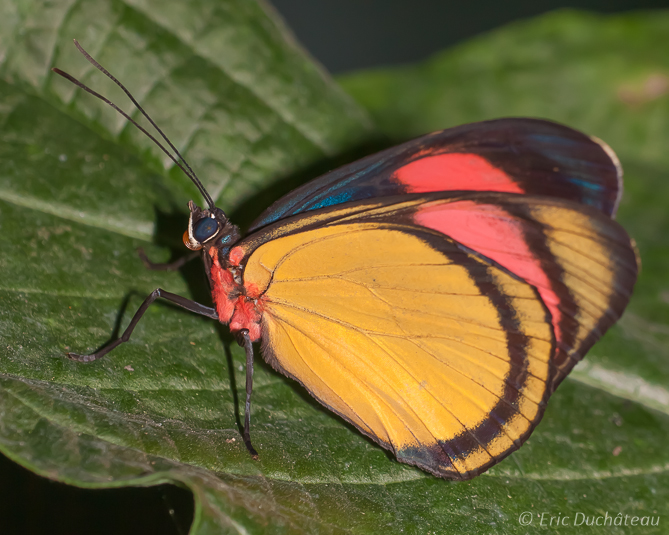Papillon
