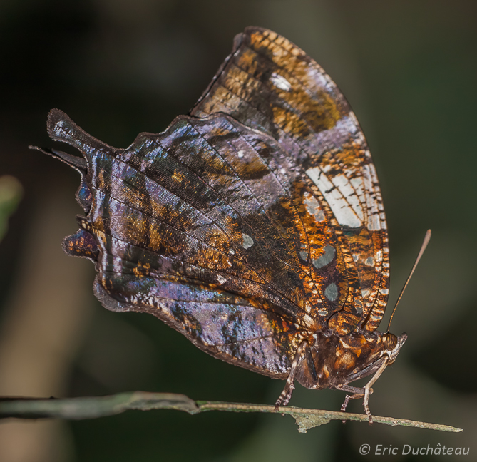Papillon
