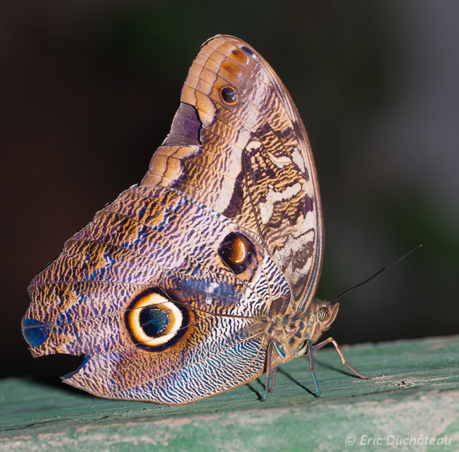 Papillon