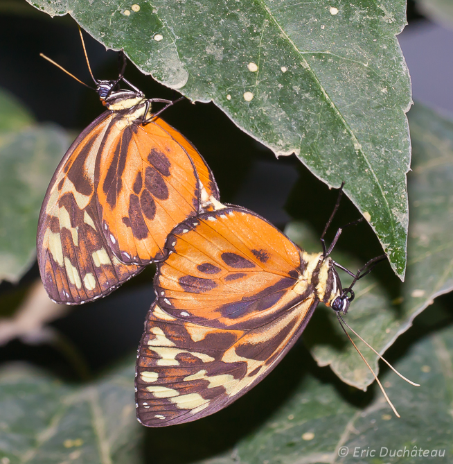 Papillons