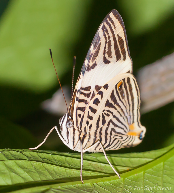 Papillon