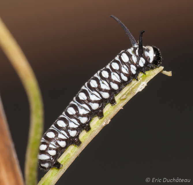 Chenille