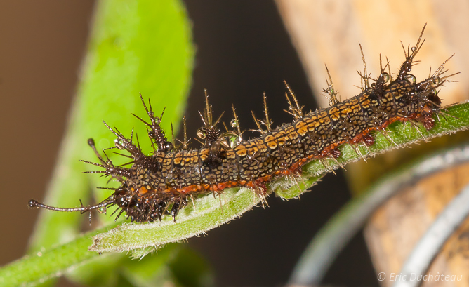 Chenille
