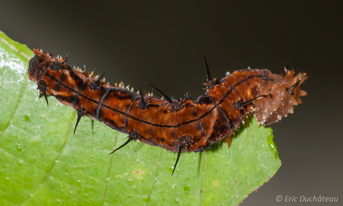 Chenille