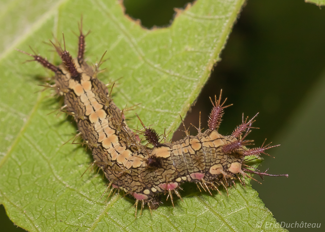 Chenille
