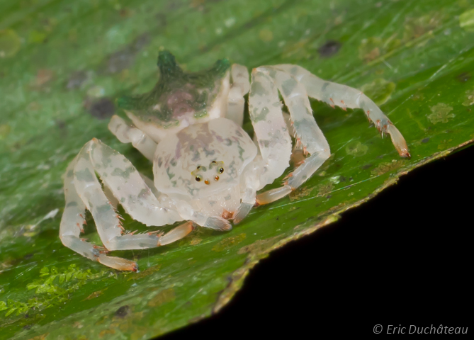 Thomisidae