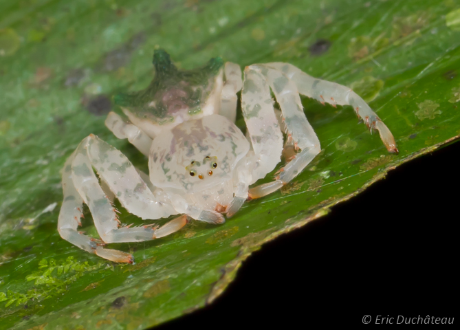 Thomisidae