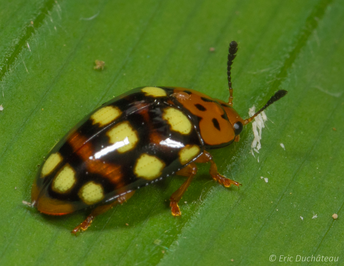 Chrysomèle