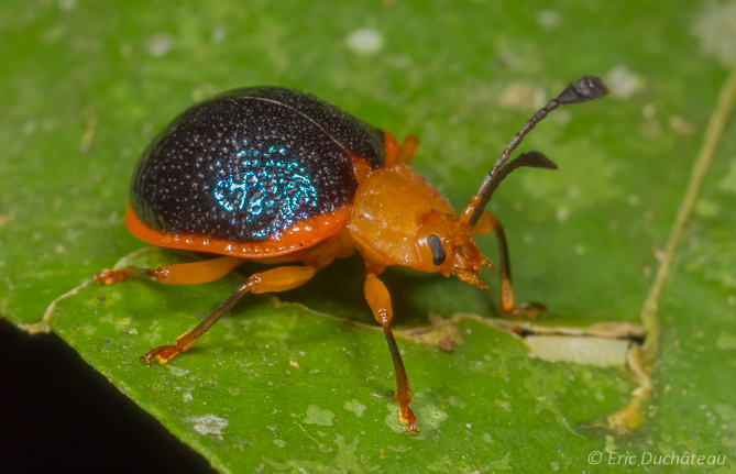 Chrysomèle