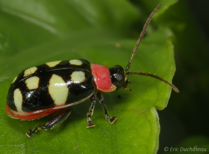 Chrysomèle