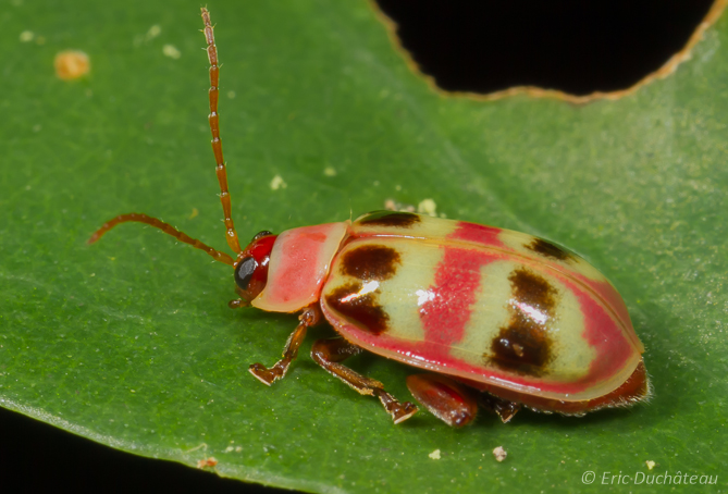 Chrysomèle