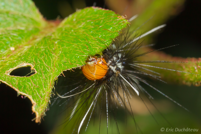 Chenille