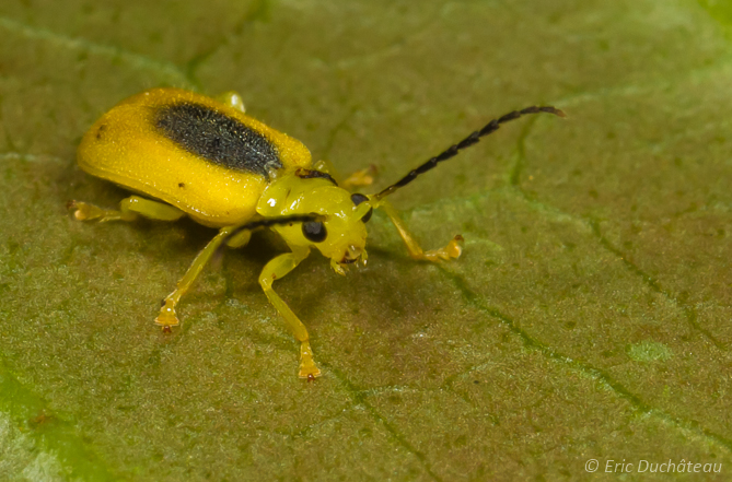 Chrysomèle
