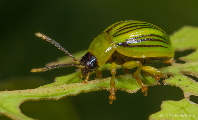 Chrysomèle