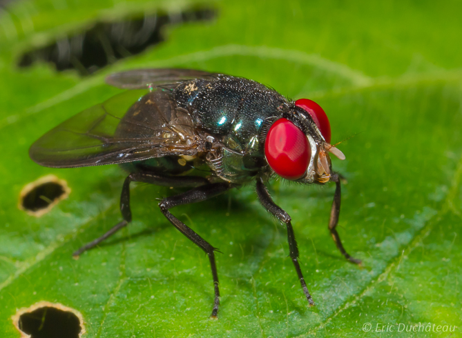 Mouche