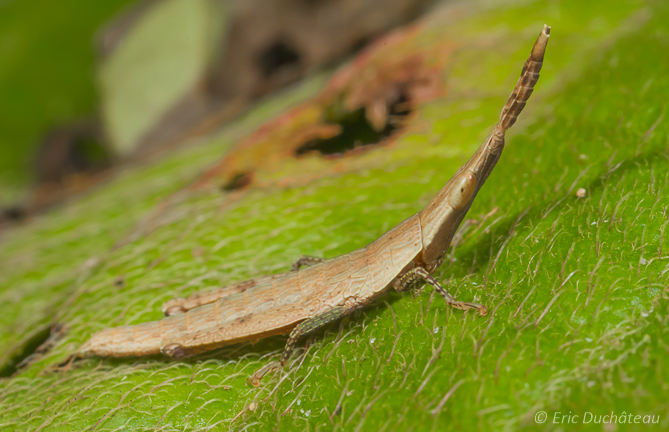 Pyrgomorphidae 