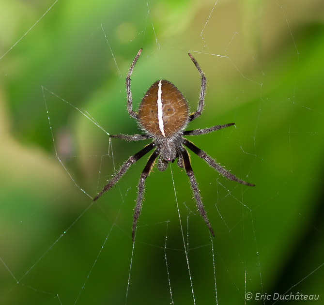 Eriophora