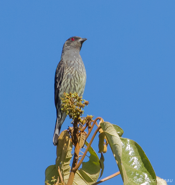 Cotinga à huppe rouge