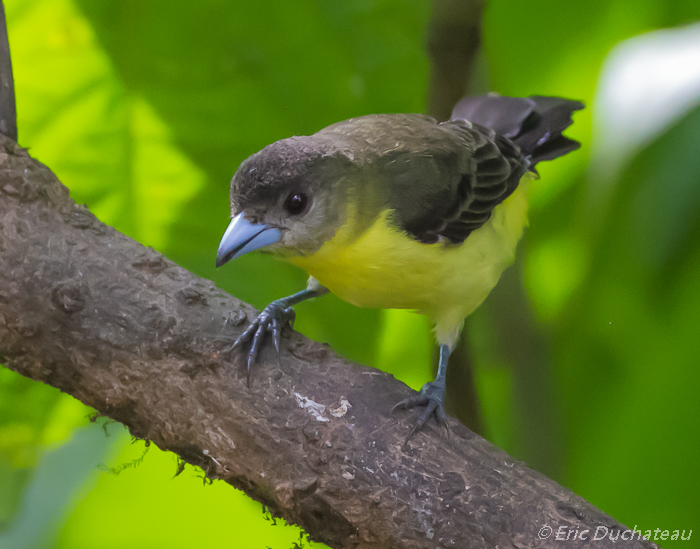 Tangara flamboyant (femelle)