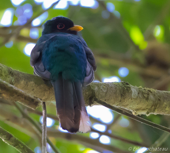Trogon masqué