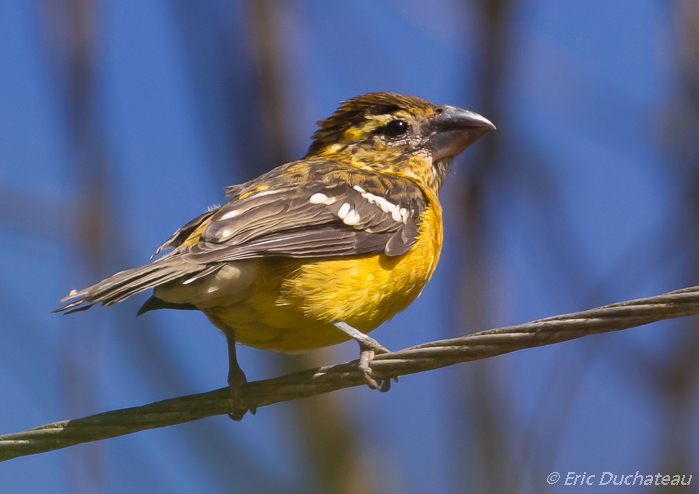 Cardinal à tête jaune (femelle)