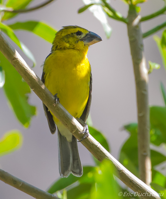 Cardinal à tête jaune (mâle)