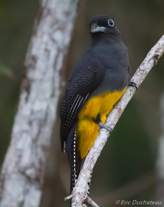 Trogon à queue blanche