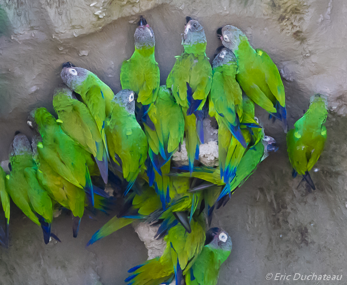 Conures de Weddell