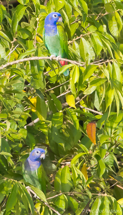 Piones à tête bleue