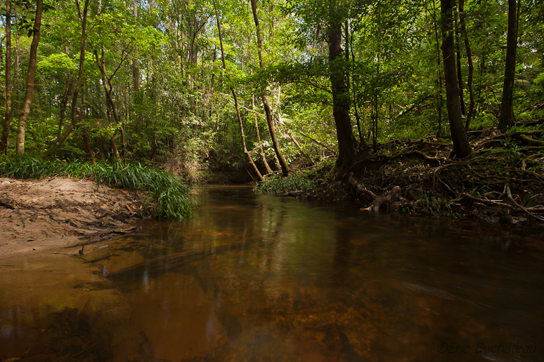 Rivière de Montsinéry