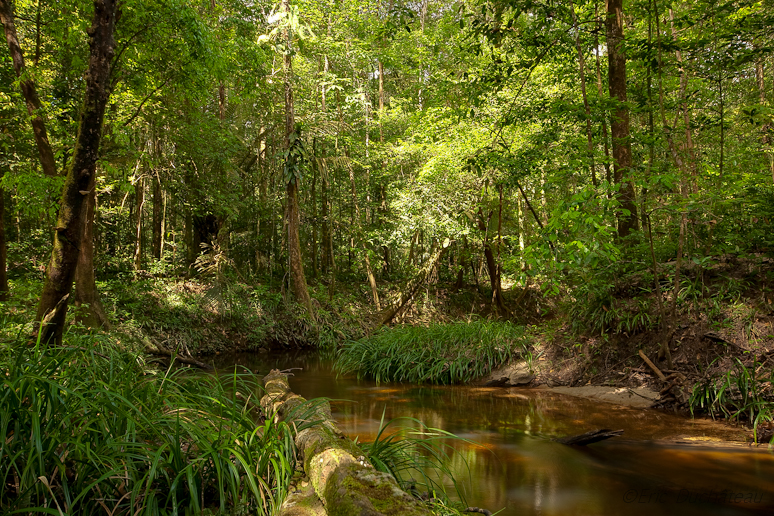 Rivière de Montsinéry