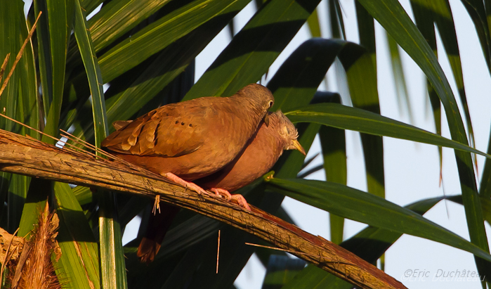 Pigeons plombés