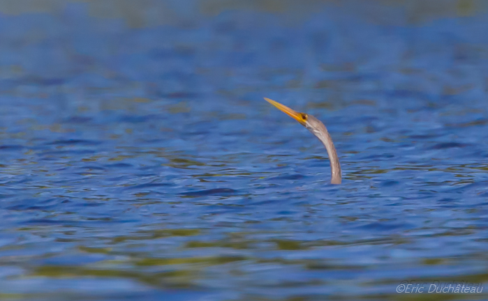 Anhinga d'Amérique
