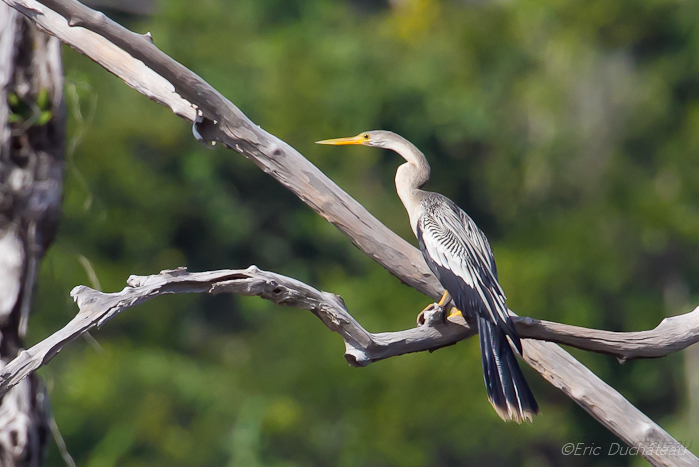 Anhinga d'Amérique