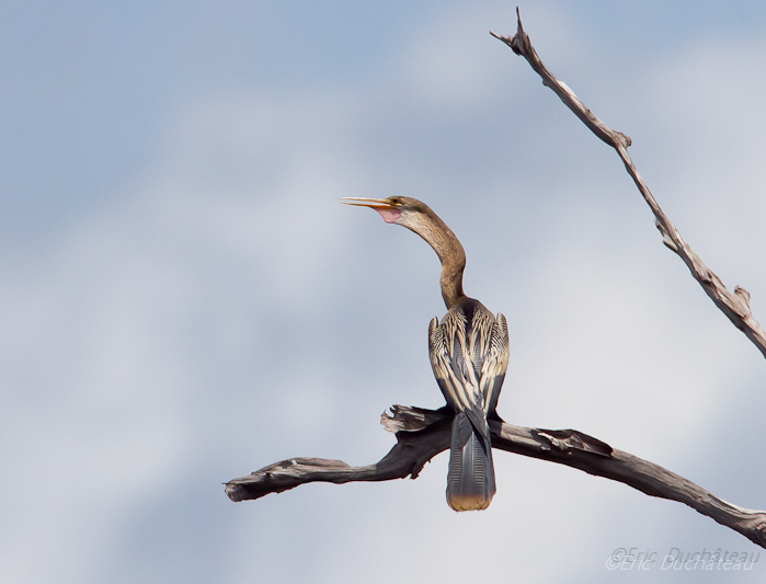 Anhinga d'Amérique