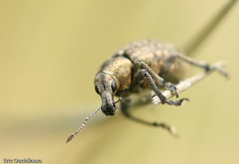 Polydrosus mollis