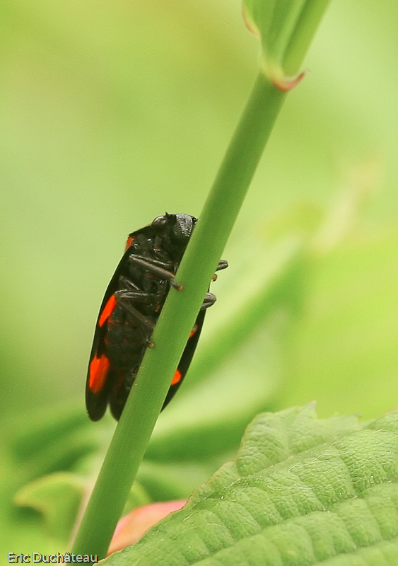 Cercopis vulnerata
