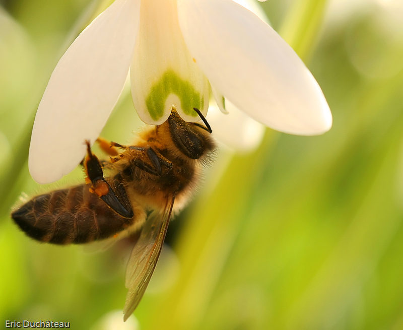 Apis mellifera