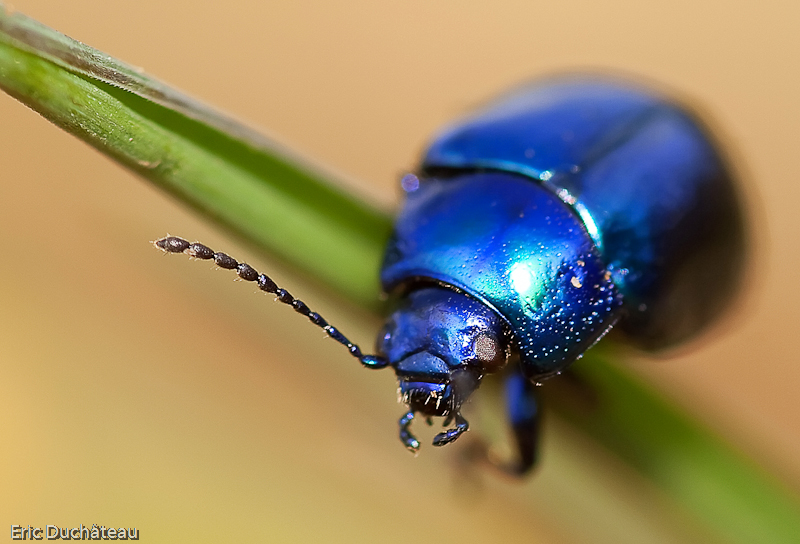 Chrysomela oreina menthastris