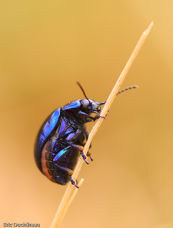 Chrysomela oreina menthastris